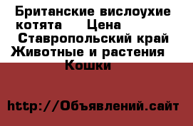 Британские вислоухие котята)  › Цена ­ 1 800 - Ставропольский край Животные и растения » Кошки   